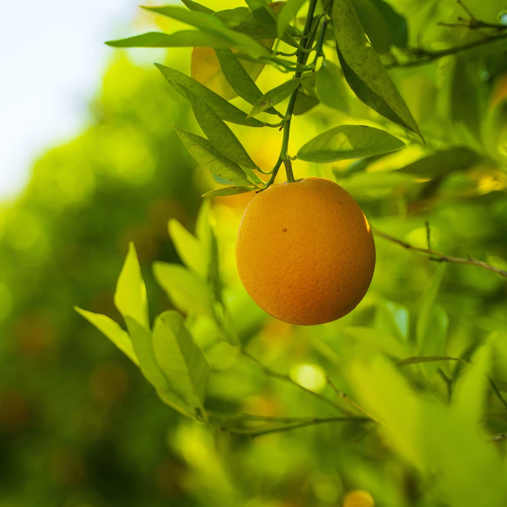 Amensouss : Pionnier de l'Agrumiculture Durable au Maroc